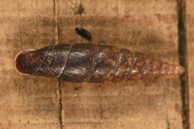 <i>Cochlodina laminata</i>