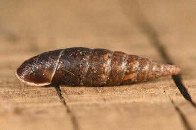 <i>Cochlodina laminata</i>