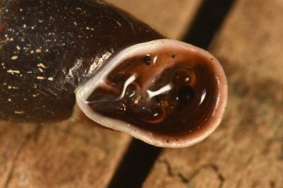 <i>Cochlodina laminata</i>