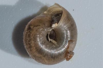 <i>Trochulus hispidus</i>