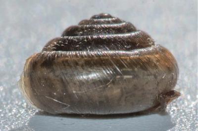 <i>Trochulus hispidus</i>