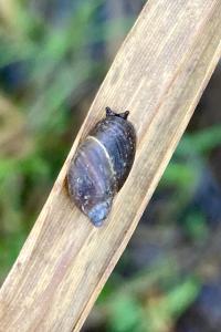 <i>Succinea putris</i>