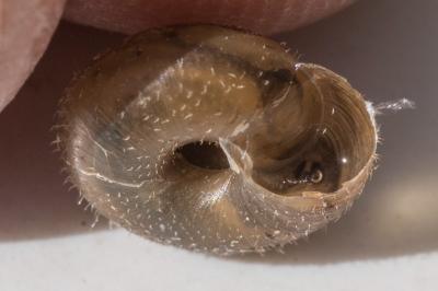 <i>Trochulus hispidus</i>