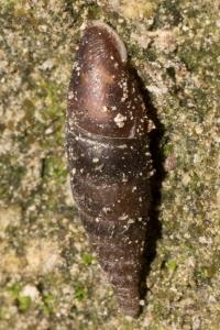 <i>Cochlodina laminata</i>