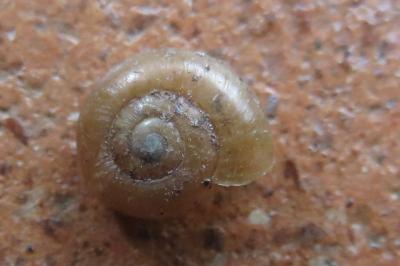 <i>Aegopinella nitidula</i>