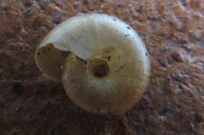 <i>Aegopinella nitidula</i>