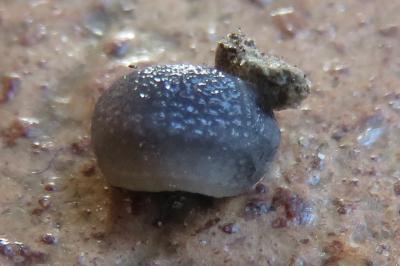 <i>Arion intermedius</i>