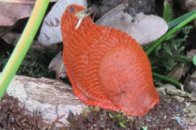 <i>Arion ater rufus</i>