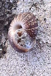 <i>Xeroplexa intersecta</i>