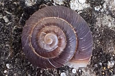 <i>Xeroplexa intersecta</i>