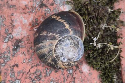 <i>Cornu aspersum</i>