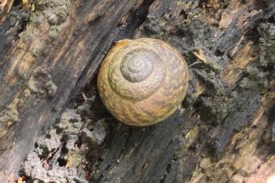 <i>Arianta arbustorum</i>