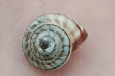 <i>Xeroplexa intersecta</i>