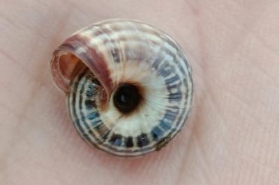 <i>Xeroplexa intersecta</i>