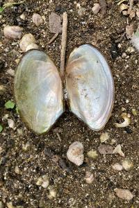 <i>Anodonta anatina</i>