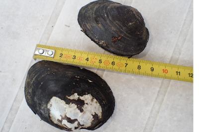 <i>Unio crassus</i>