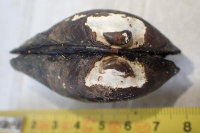 <i>Unio crassus</i>