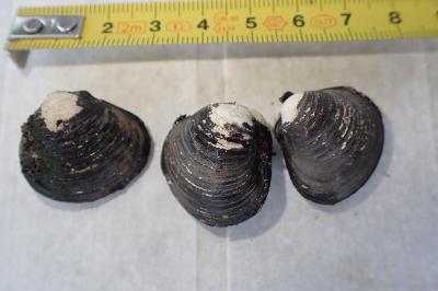 <i>Corbicula fluminea</i>