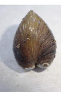 RÉGENT