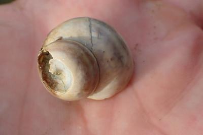 <i>Viviparus viviparus</i>