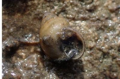 <i>Bithynia tentaculata</i>