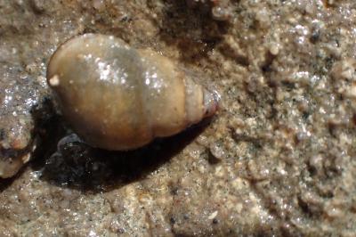 <i>Bithynia tentaculata</i>