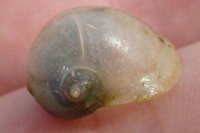 <i>Radix auricularia</i>