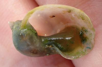 <i>Radix auricularia</i>