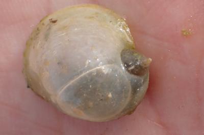 <i>Radix auricularia</i>