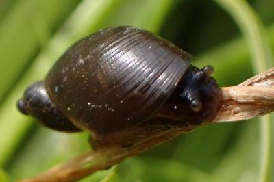 <i>Oxyloma elegans</i>