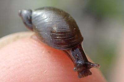 <i>Oxyloma elegans</i>