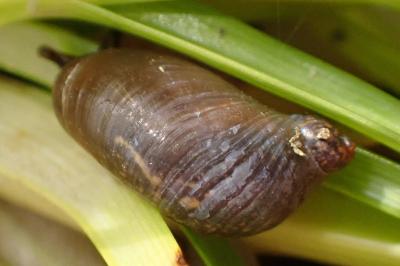 <i>Oxyloma elegans</i>