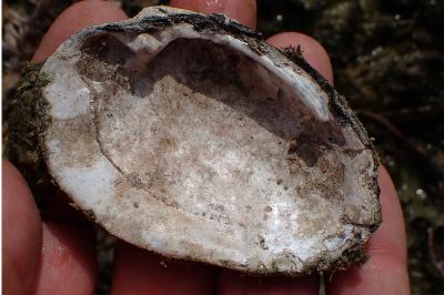 <i>Potomida littoralis</i>
