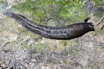 <i>Limax maximus</i>
