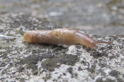 <i>Deroceras reticulatum</i>