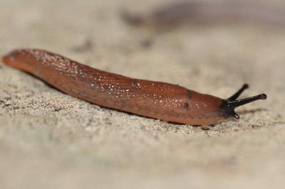 <i>Arion subfuscus</i>