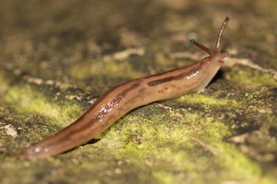 <i>Ambigolimax valentianus</i>