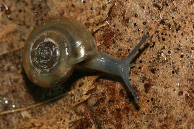 <i>Oxychilus cellarius</i>