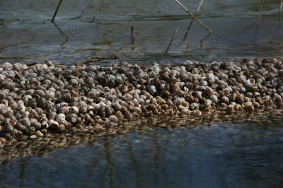 <i>Viviparus viviparus</i>