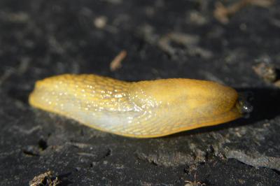 <i>Arion intermedius</i>