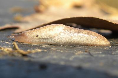 <i>Deroceras reticulatum</i>