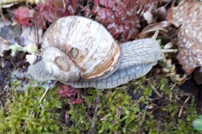 <i>Helix pomatia</i>
