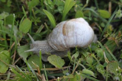 <i>Helix pomatia</i>