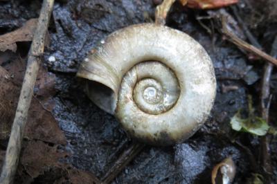 <i>Planorbarius corneus</i>