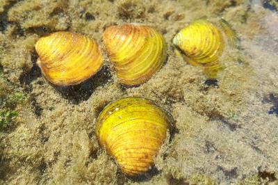 <i>Corbicula fluminea</i>
