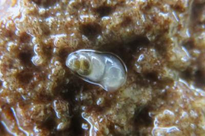 <i>Bythinella</i>