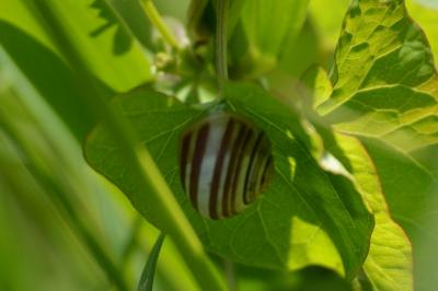 <i>Cepaea hortensis</i>