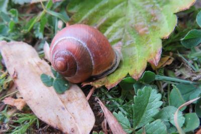 Cepaea nemoralis