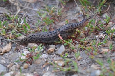 <i>Limax maximus</i>