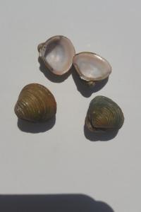 <i>Corbicula fluminea</i>